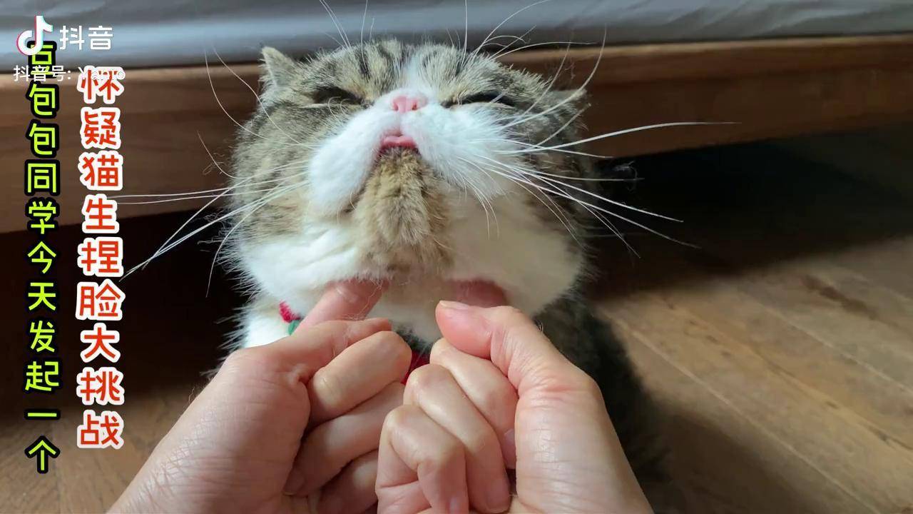 发起一个猫咪捏脸大挑战
