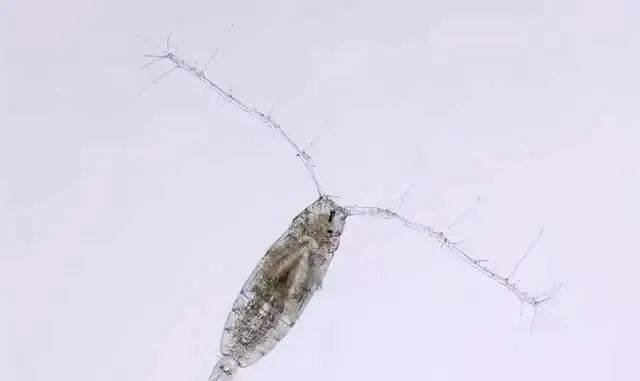 鱼类天然饵料——枝角类和桡足类及其暴发时的应对措施_水蚤