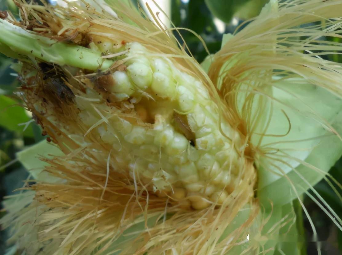 玉米钻心虫危害大危害玉米品质如何防治