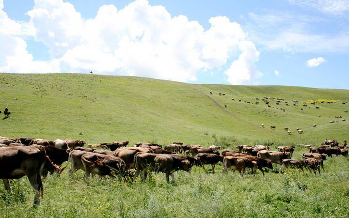 新疆昭苏:牧场草美褐牛肥