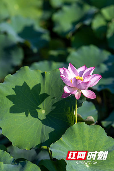 尔一池|夏日南湖：赠尔一池“荷” 一步一景 一叶一梦