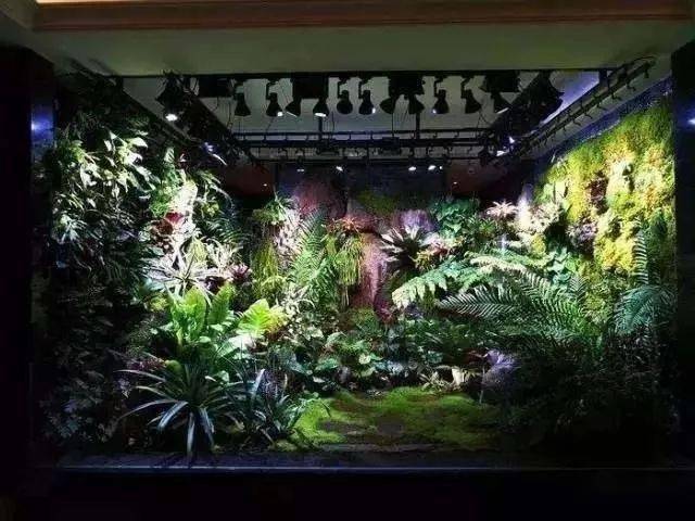 超美的热带雨林缸简直是人间仙境