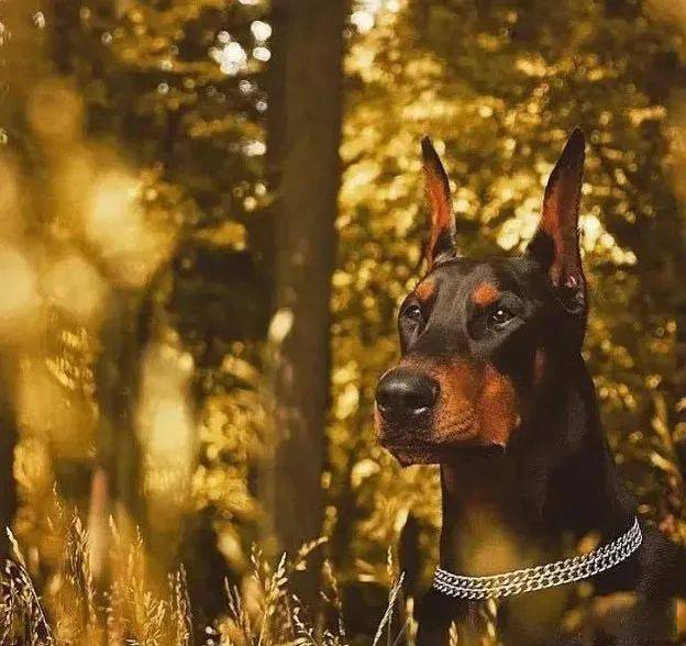 杜宾男人专属的奢侈品女人性感提升的标配