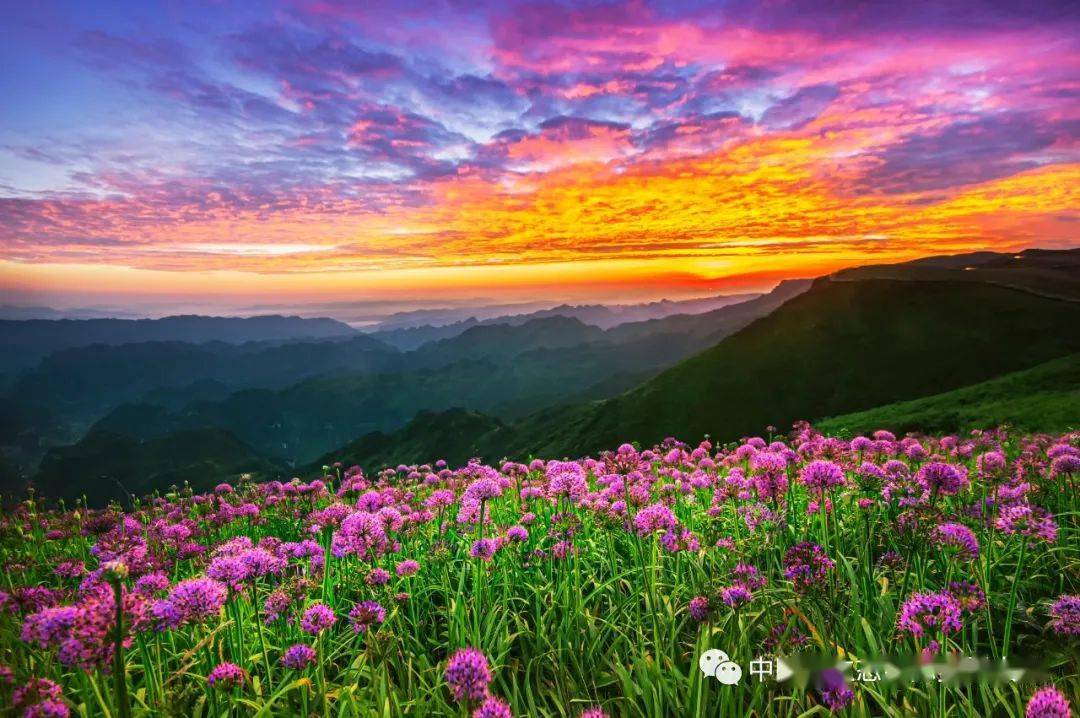 貴州的屋脊雲山花海韭菜坪