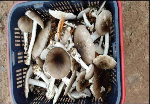 (假褐云斑鹅膏)假褐云斑鹅膏:菌盖6-15厘米,淡灰色,灰色至灰褐色,具