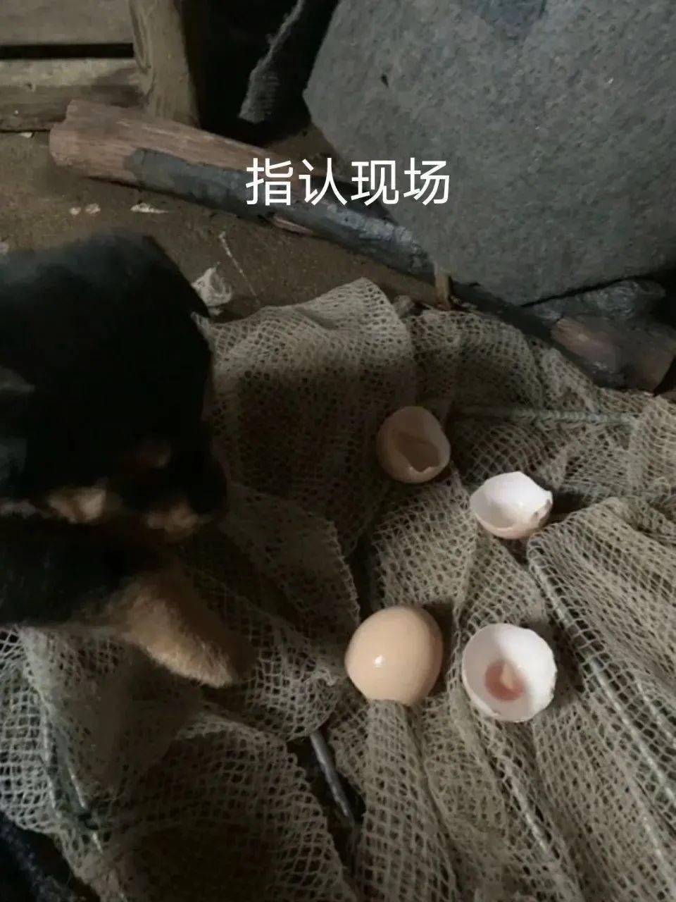 同一个世界同一个爸爸慌张地掏出手机准备打给妈妈我家猫有个藏玩具的