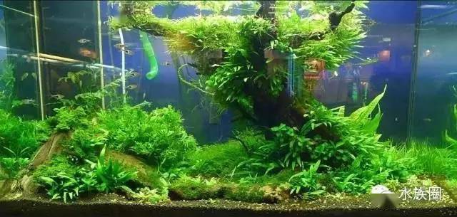 如何改善浑浊水质 不看后悔 生物