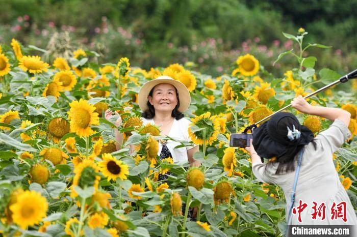 游客|长沙8万株向日葵盛开 游人初夏赏花