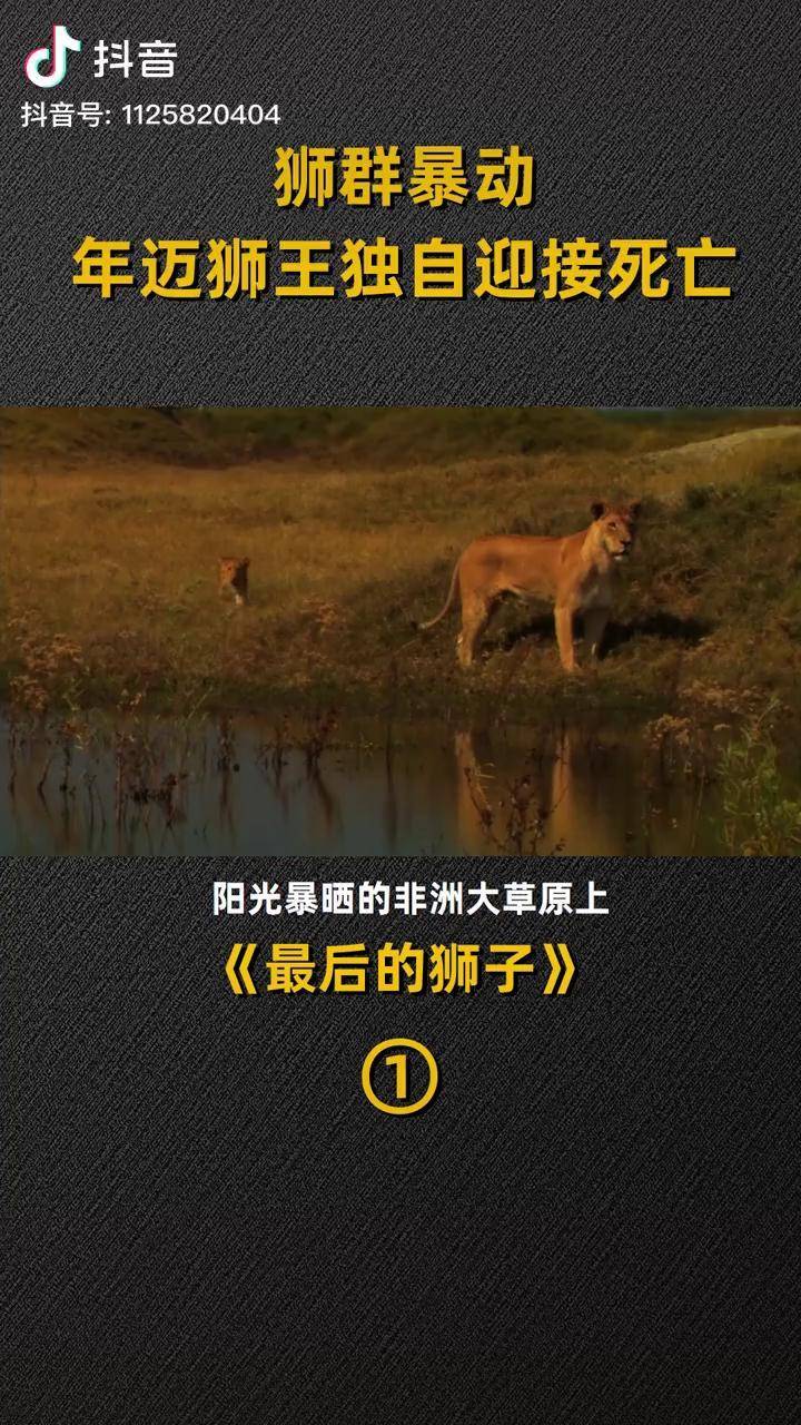 纪录片狮群内斗丈夫被杀3只幼狮被接连偷袭母狮被迫复仇影视解说纪录