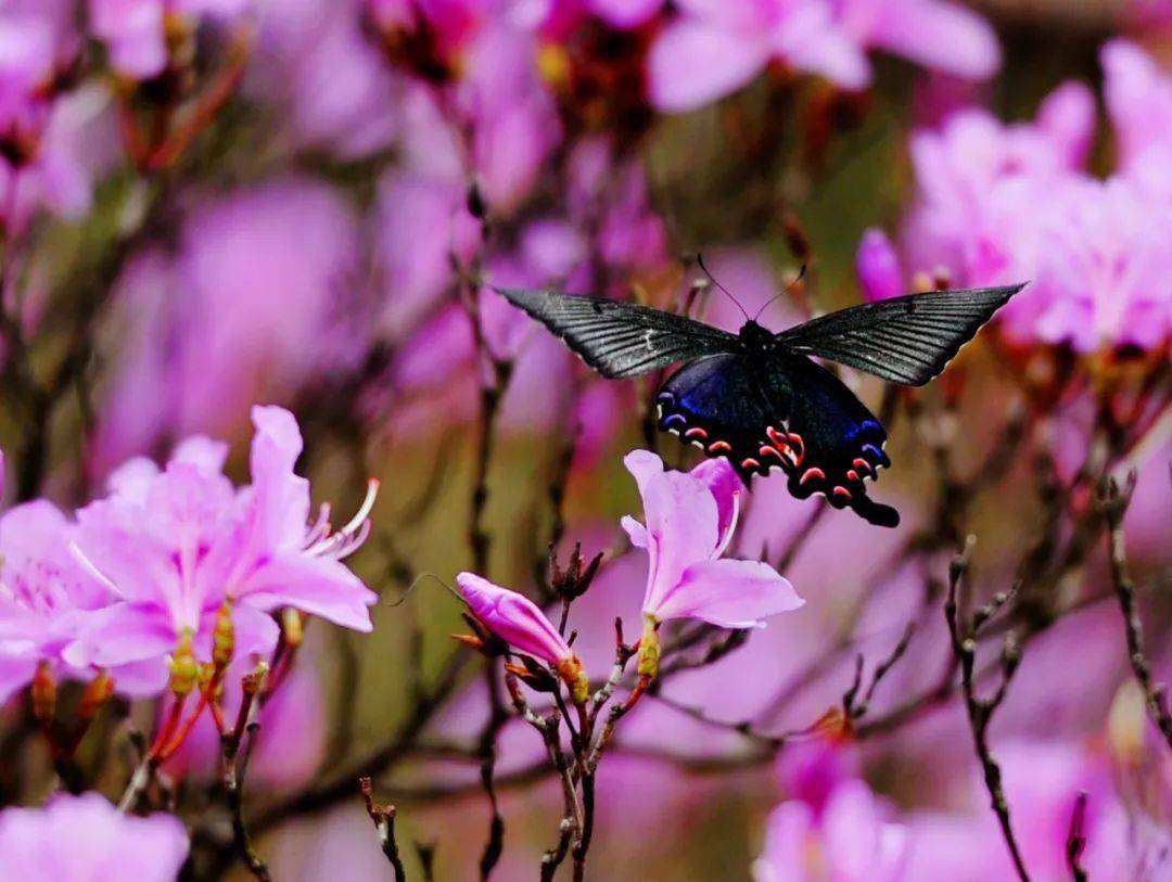 快来看看有你吗映山蓝旅游文化节抖音大赛获奖名单出炉