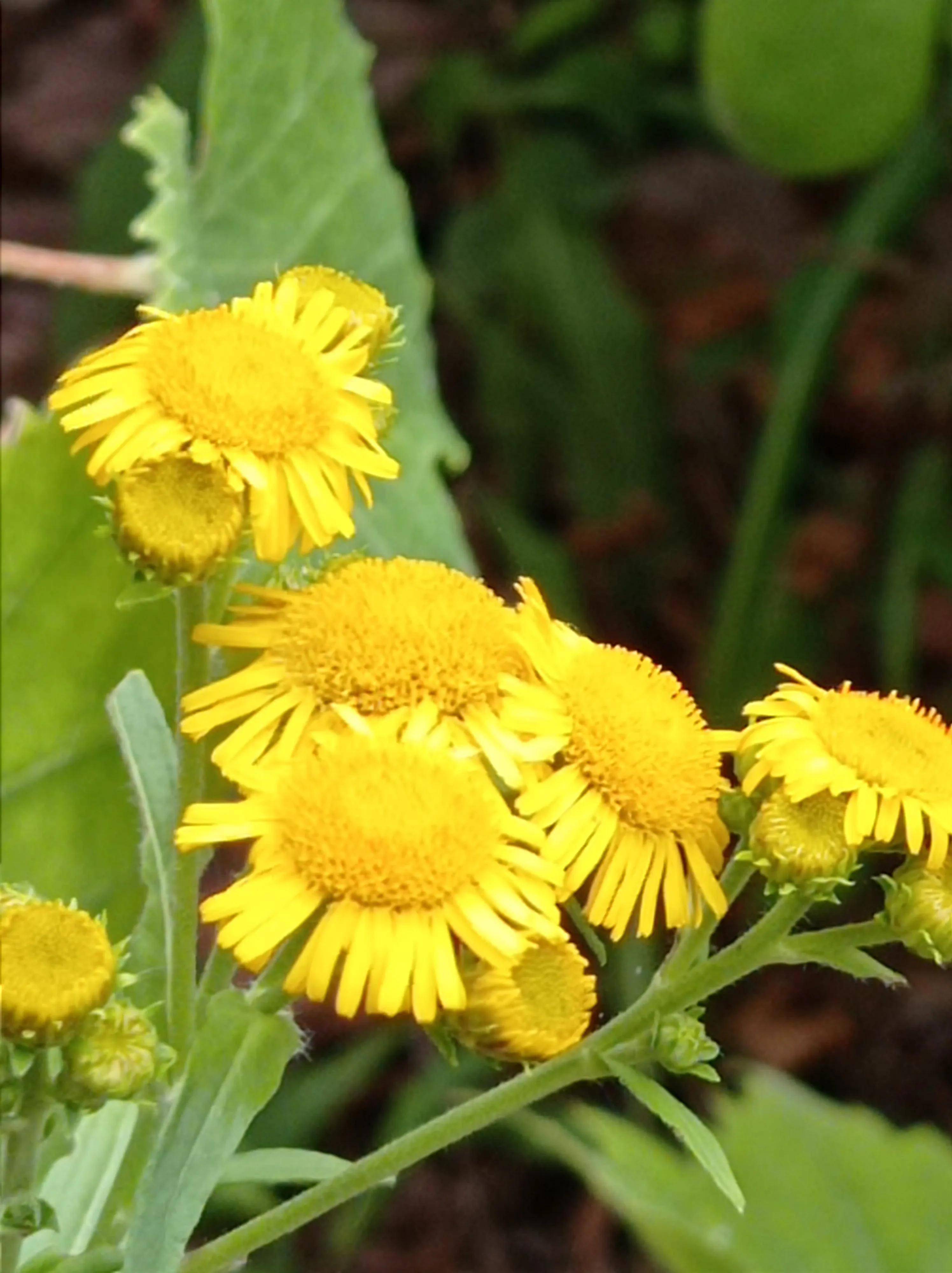 小重山*六月菊_暑光