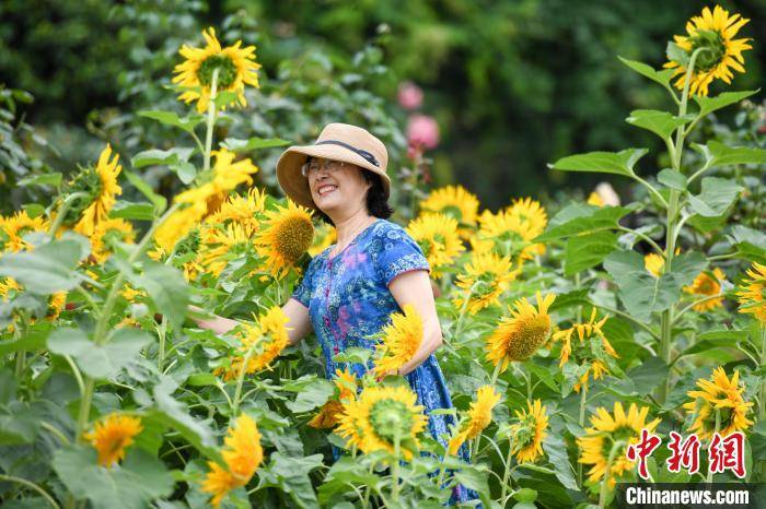 游客|长沙8万株向日葵盛开 游人初夏赏花