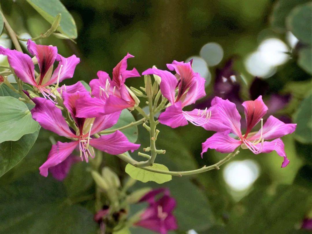 香港回归的日子 让我们来看香港的区花 红花