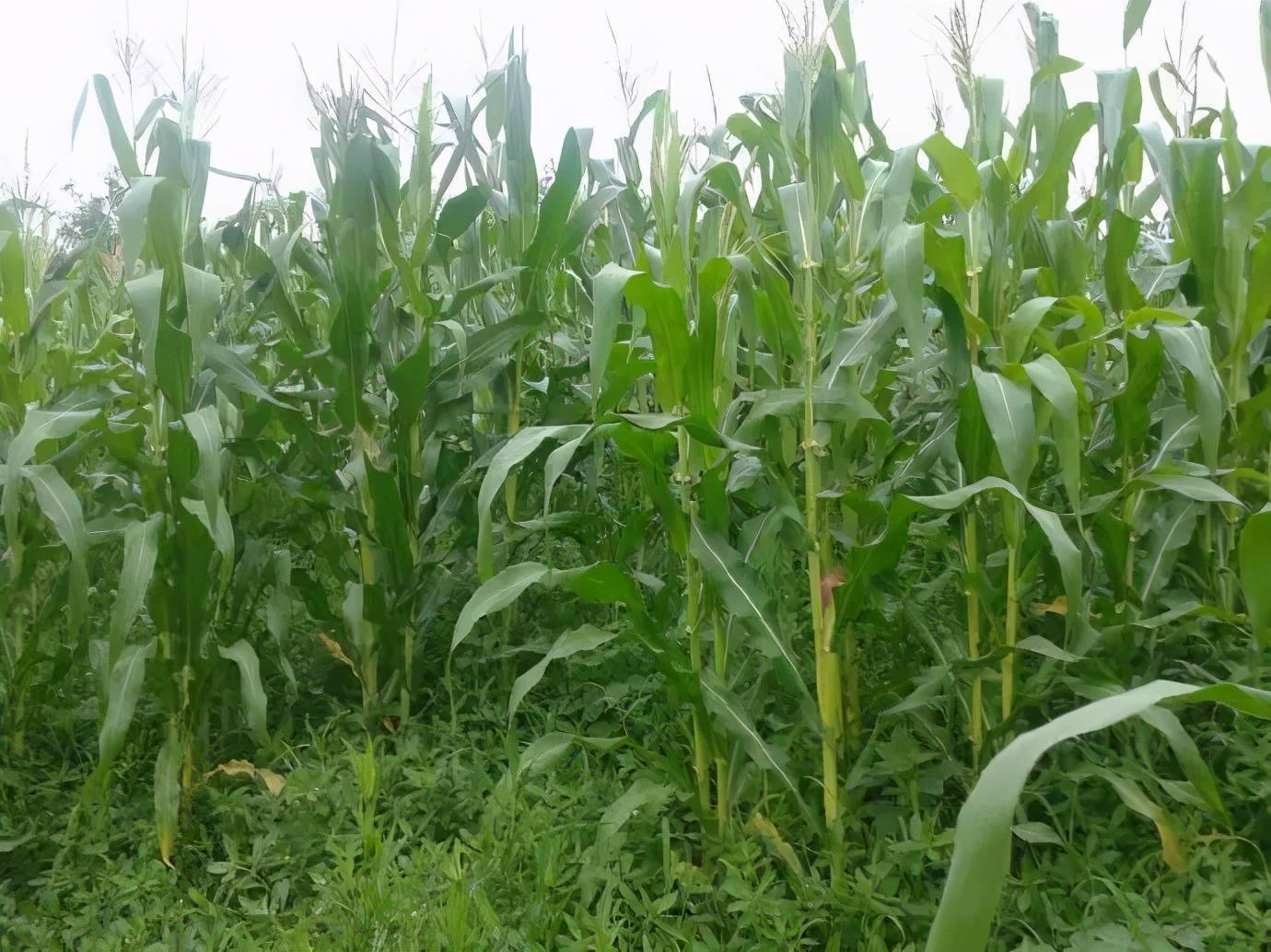 种植玉米,抽穗期时别忘了这4点管理,助你促高产