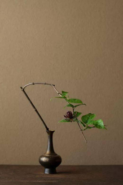 茶室不只有茶还有花茶室插花的十个原则