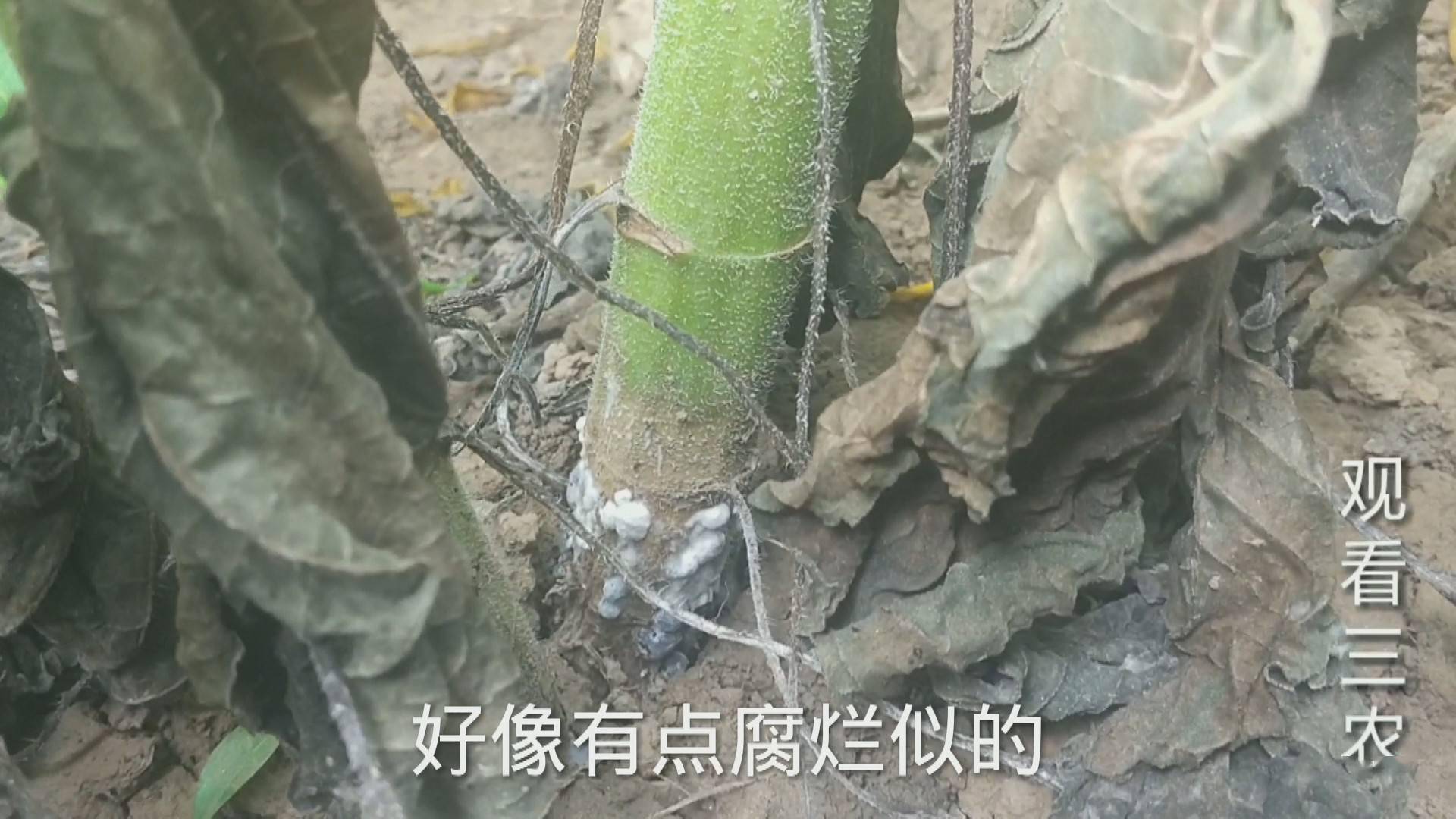 这油葵一片一片都死了这是什么病害给个指点