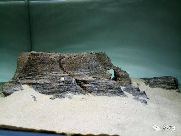 作者反复黑白三湖慈鲷沙漠隔壁景最近小编突发奇想,水草缸,水陆缸