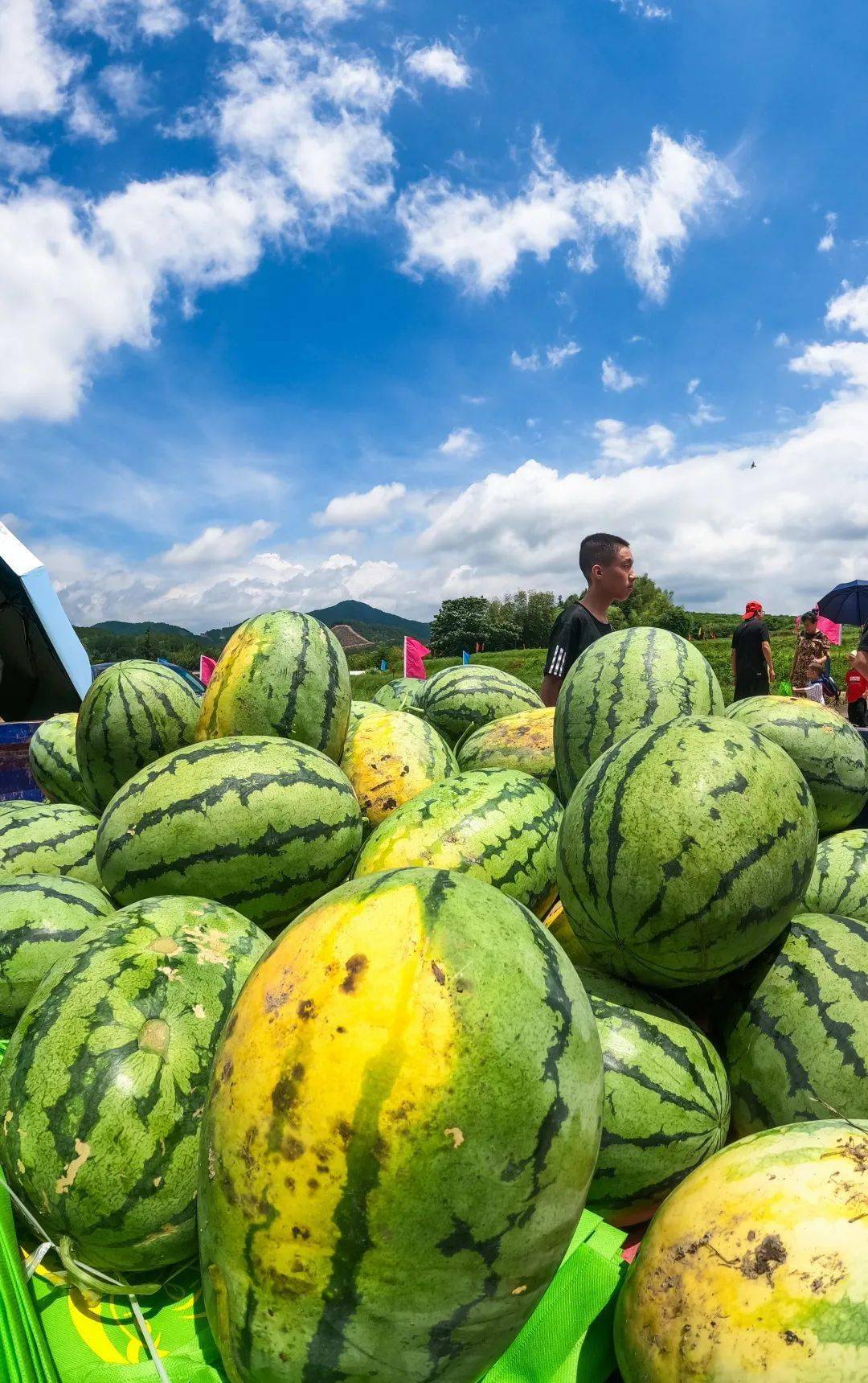 上梁山当吃瓜群众去武平西瓜采摘节开幕