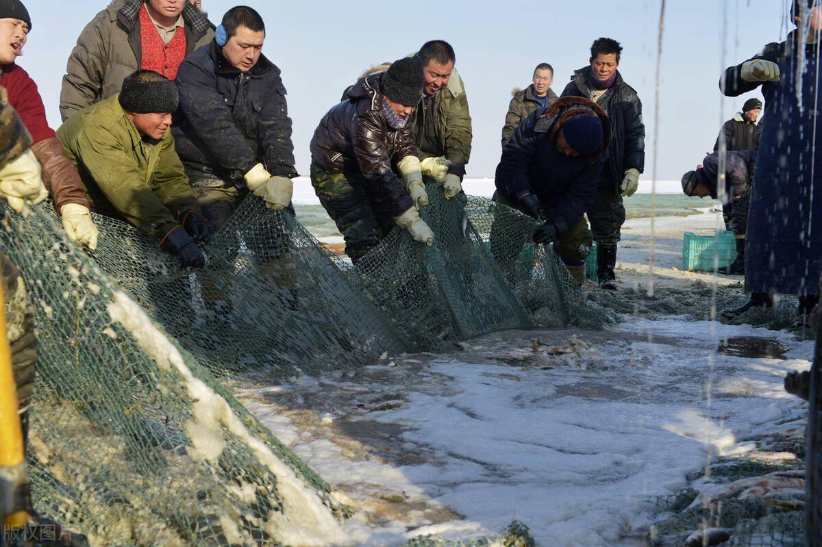 达里湖年捕60万公斤鱼如今患上营养病鲢鳙也救不了场
