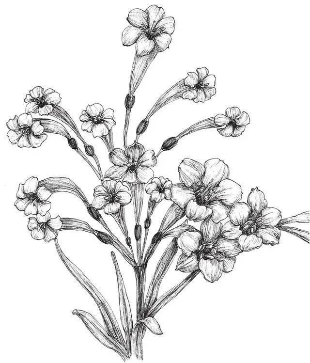 速写 | 素描 | 插画 | 漫画 | 水彩 | 彩铅 | 色粉 | 禅绕画钢笔画