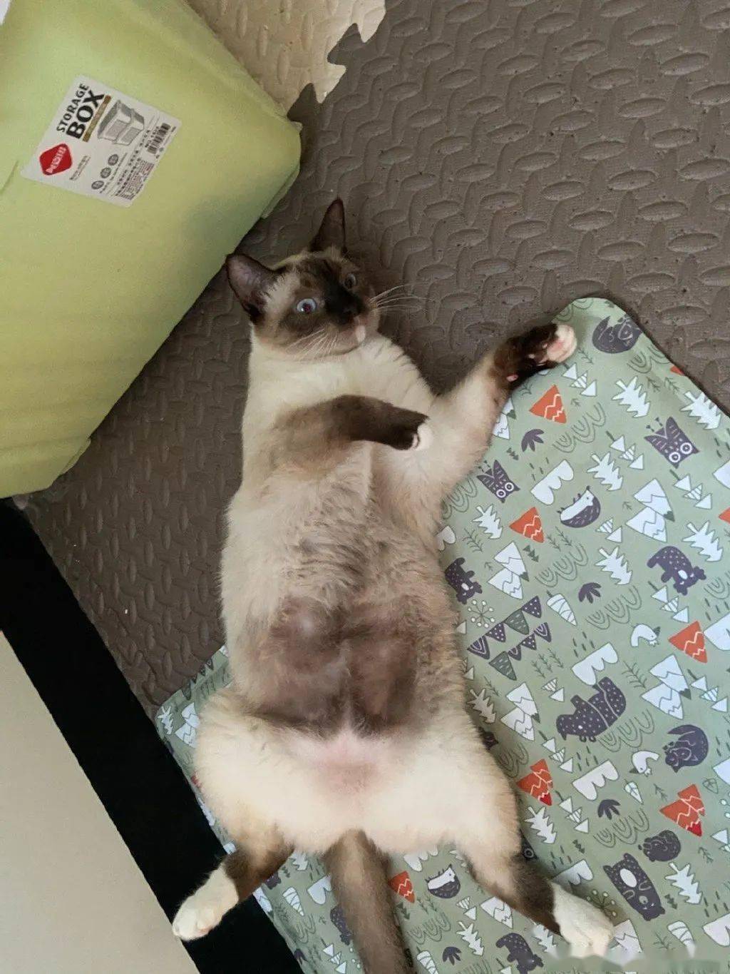 暹罗猫剃完毛后秒变"补丁猫"!主人哭惹:怎么会这样!