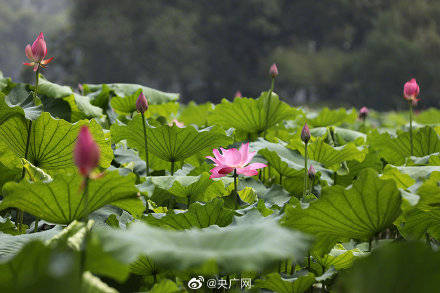 游客|“映日荷花别样红”杭州西湖荷花进入最佳观赏期