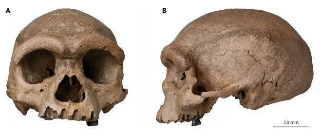 一种新的|一种新的古人类被发现！