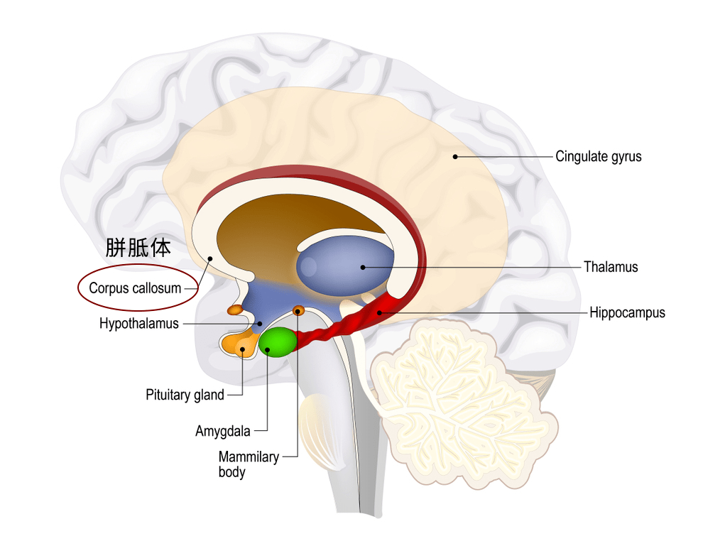lateral hypothalamus图片