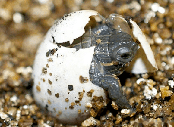 diy可孵化乌龟蛋,让孩子感受生命诞生的神奇瞬间!