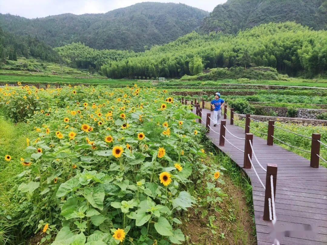 花开泽雅大美北林垟