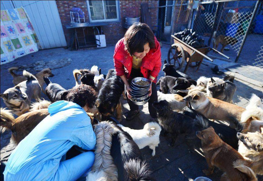 紧急被困的几百只流浪狗饥荒无奈急需救助