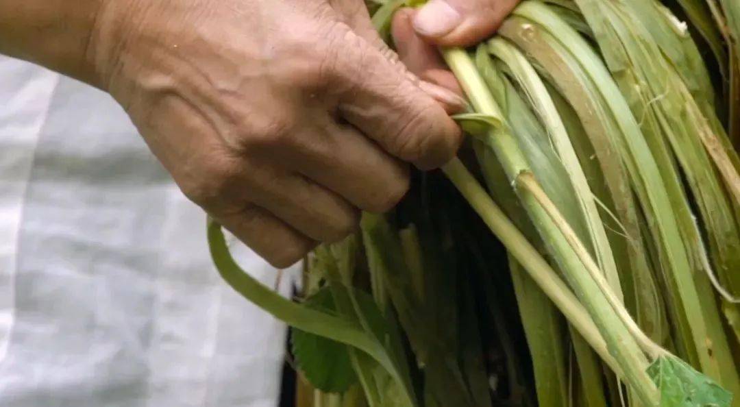 有声读物苘麻和苘麻