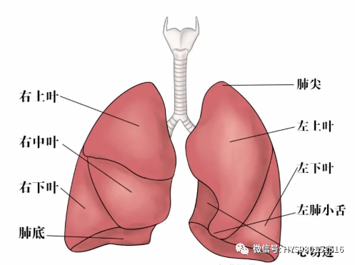 肺大叶和肺小叶位置图图片