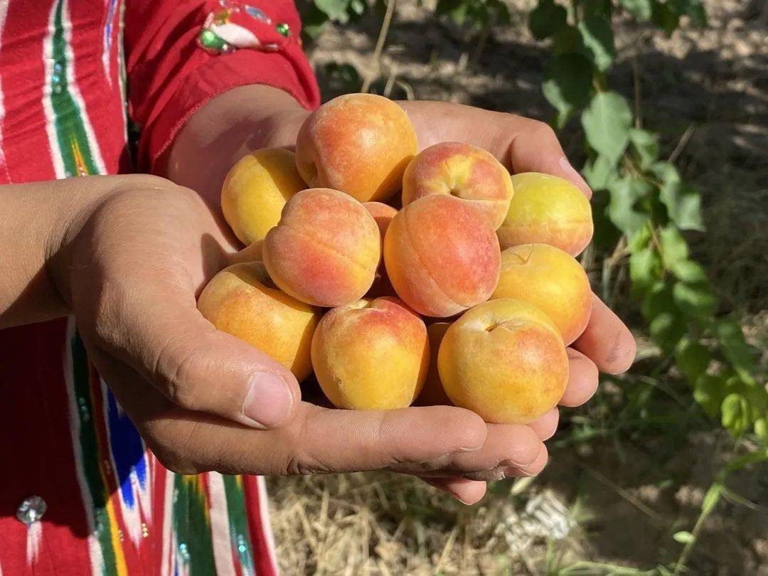 29°的新疆味道有多绝?阿克苏小红杏告诉你答案._兵团