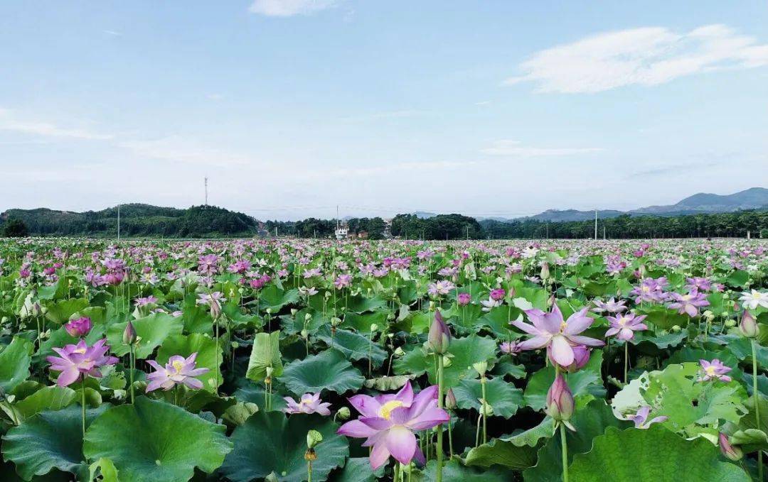 【莲乡石城】这个夏天,石城"荷"你在一起!_荷花