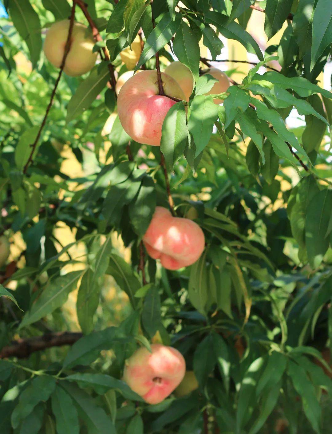 活动从树尖到舌尖您不可错过的蟠桃盛会即将拉开帷幕