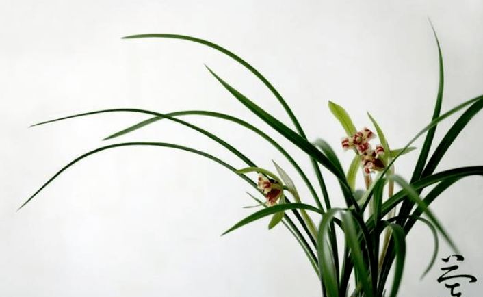 清廉其味如兰 凝聚奋进力量_永康