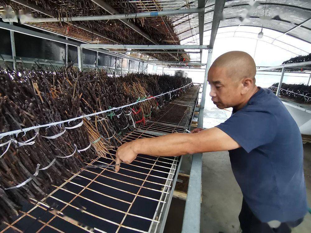 养3年收一茬 一晚上"摸"万个 记者实地探访青岛知了猴养殖基地