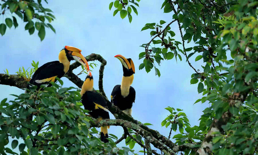 双角犀鸟 郑彬摄今年36岁的石梯村村民徐小龙告诉记者,自从这里的犀鸟