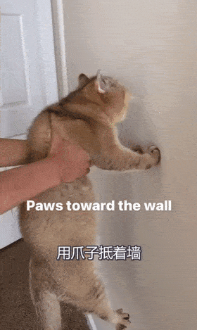 280_469竖版 竖屏gif 动态图 动图