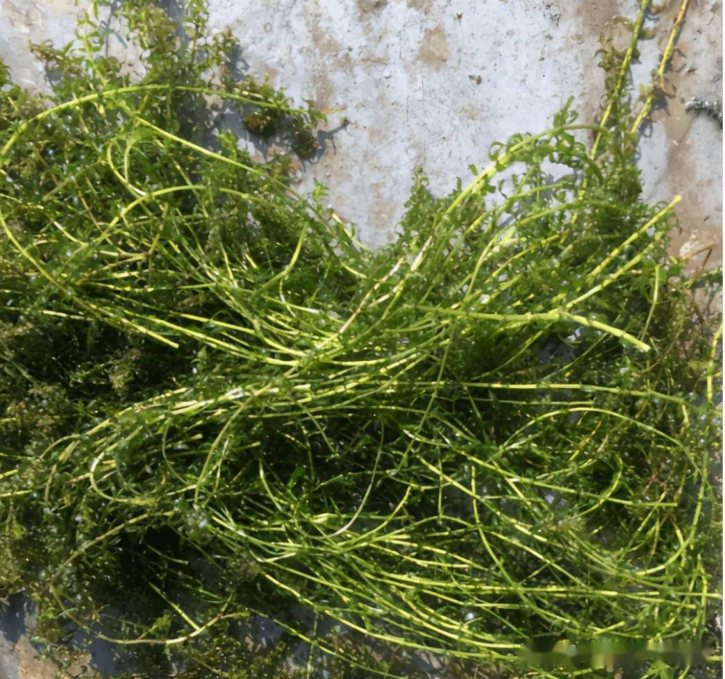 高温水草易腐烂养殖户心血全白费教你如何高温养护好水草