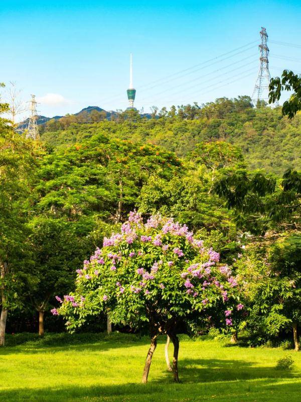 盛花期|“夏紫薇”，全城盛开！