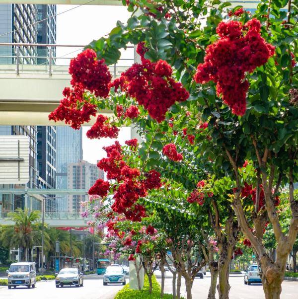 盛花期|“夏紫薇”，全城盛开！