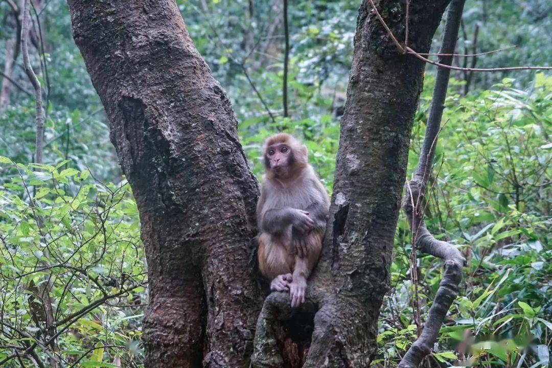 森林猴救援攻略 森林小猴子