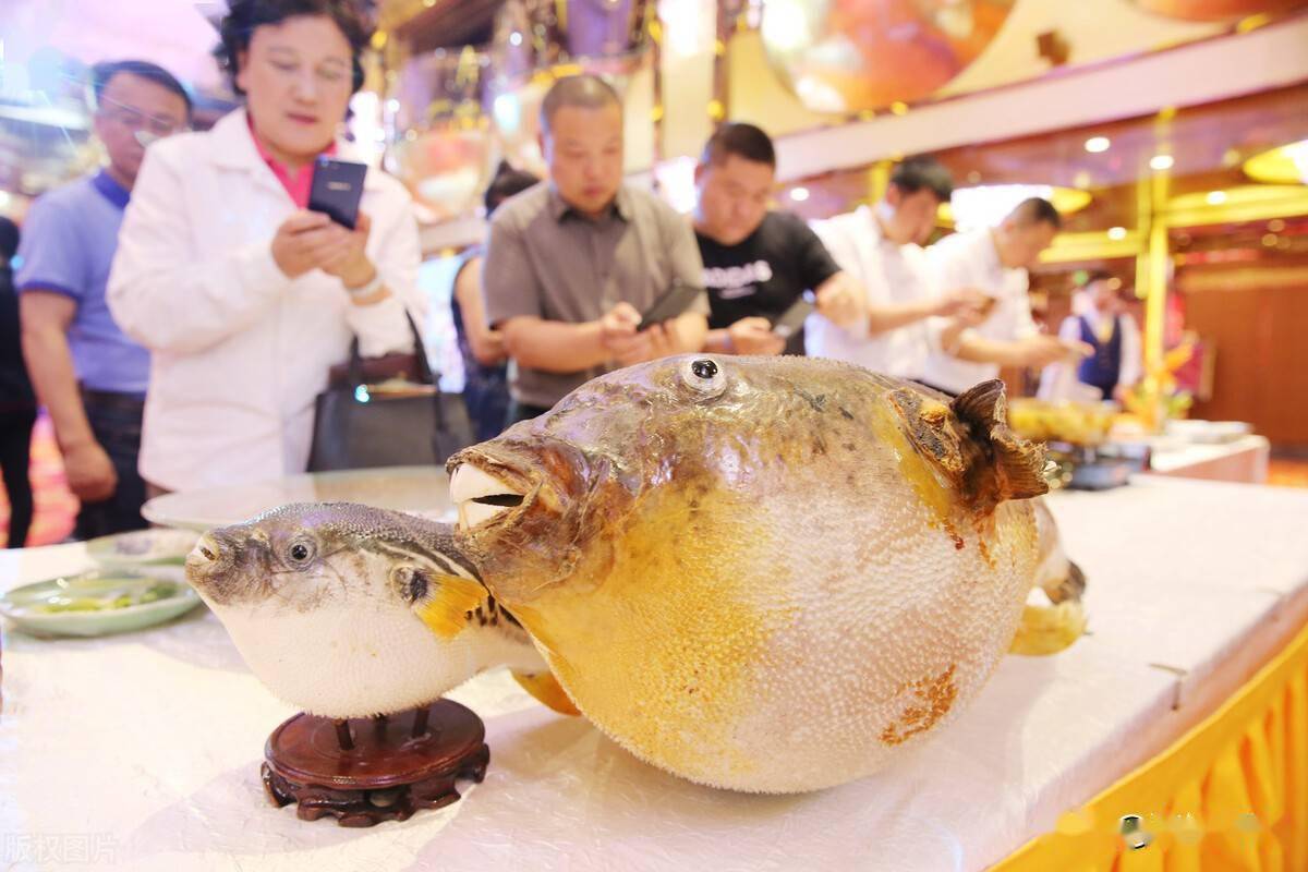 红鳍东方鲀之乡在哪里