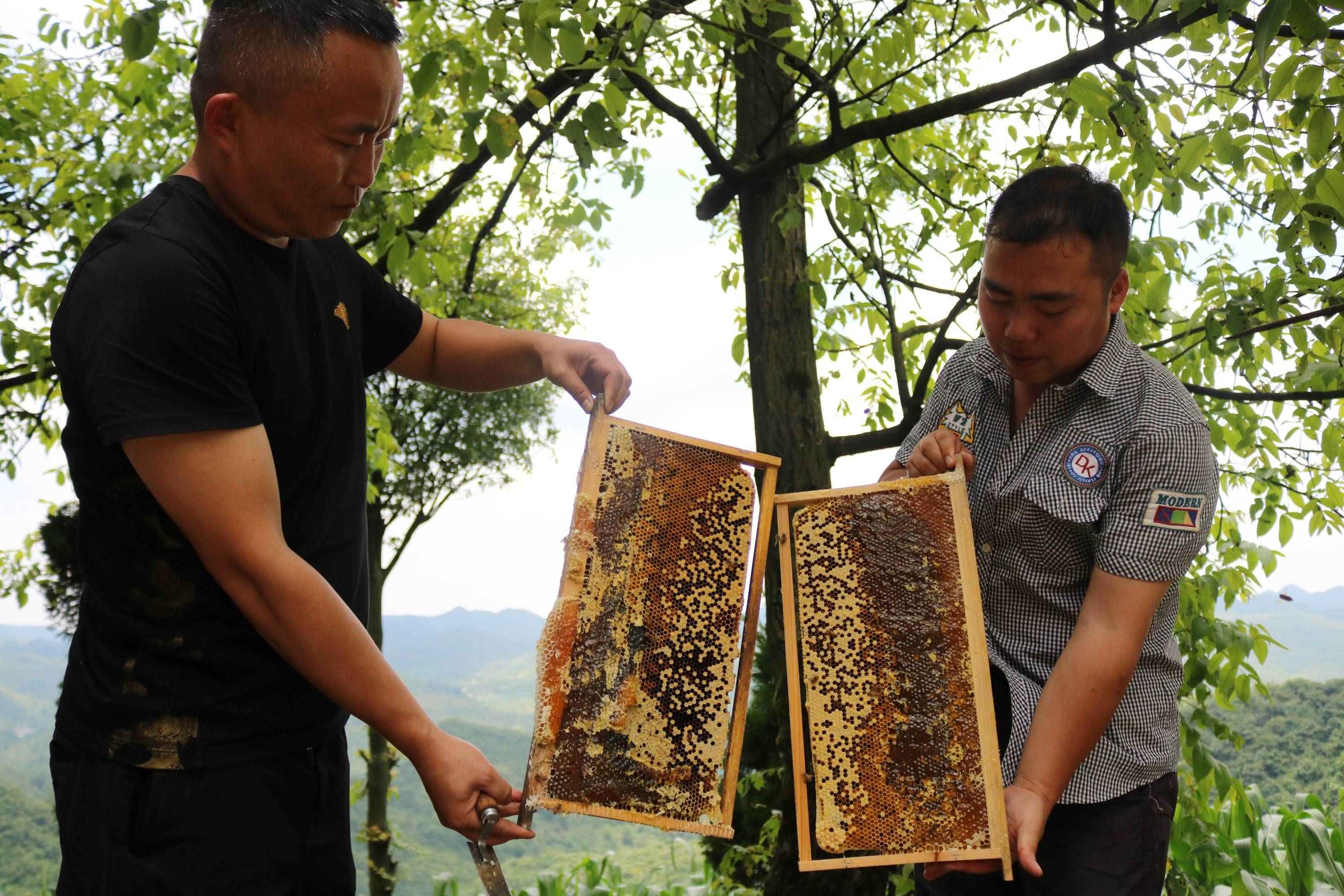 黔西市花溪乡钟山村:优质百花蜜俏销市场 | 走向乡村振兴