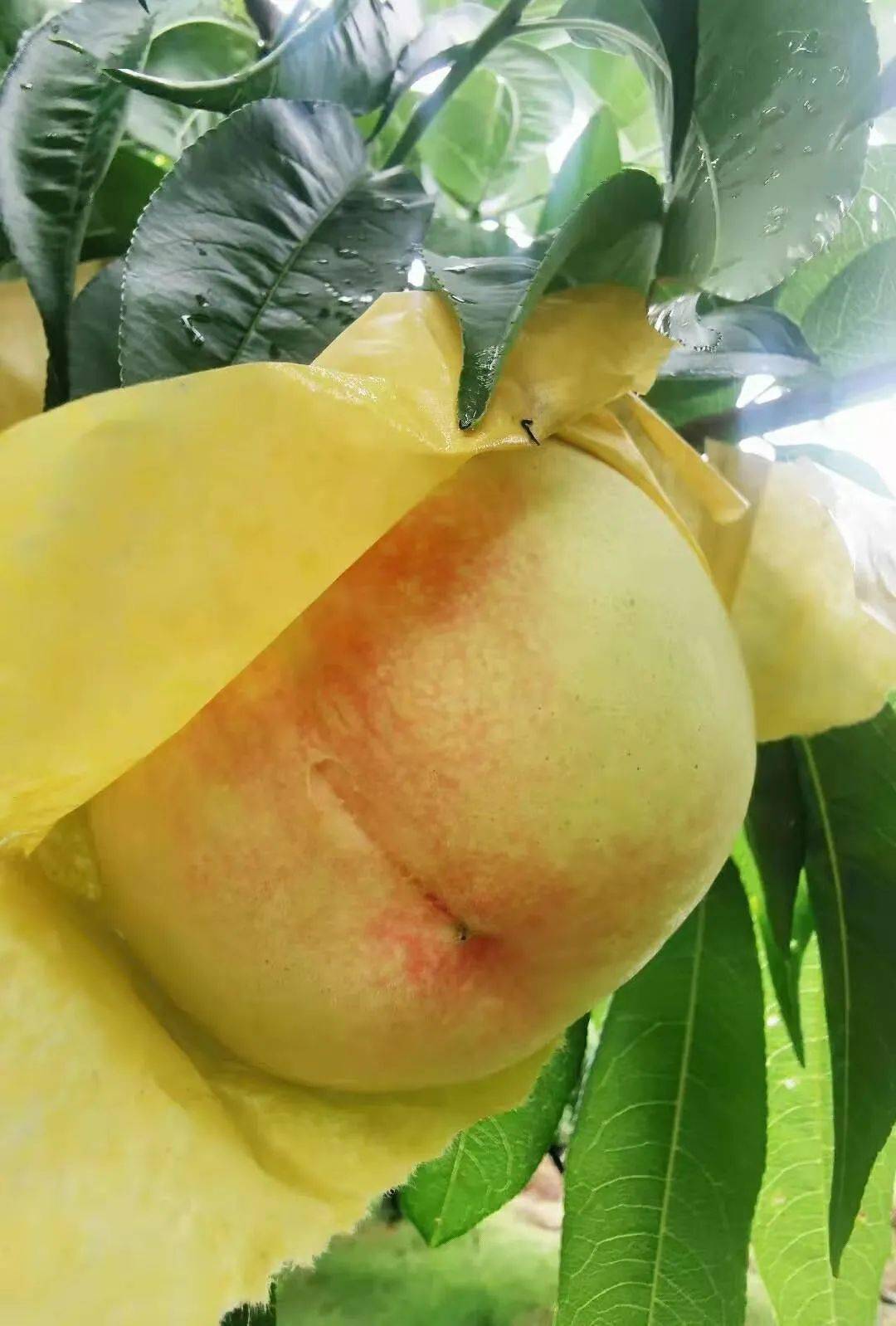 白凤桃summer甜蜜的夏天/7月上旬,甜蜜蜜的水蜜桃是无锡人的心头好,个