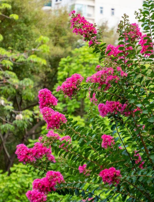 盛花期|“夏紫薇”，全城盛开！