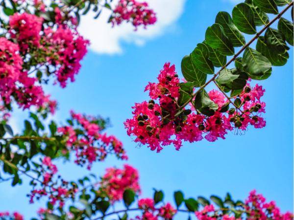 盛花期|“夏紫薇”，全城盛开！