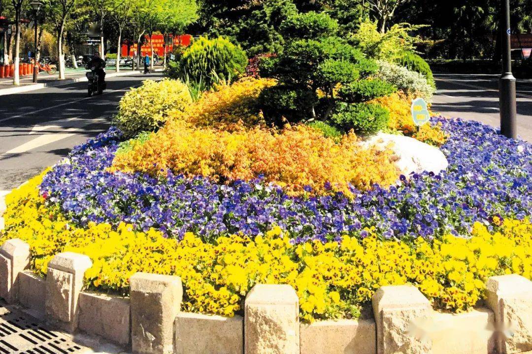 金陵黄枫与众不同的鸡爪槭坚守育种梦专题